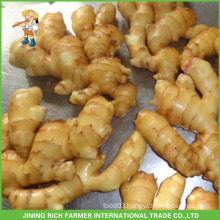 Fresh Ginger In Bulk Direct Factory